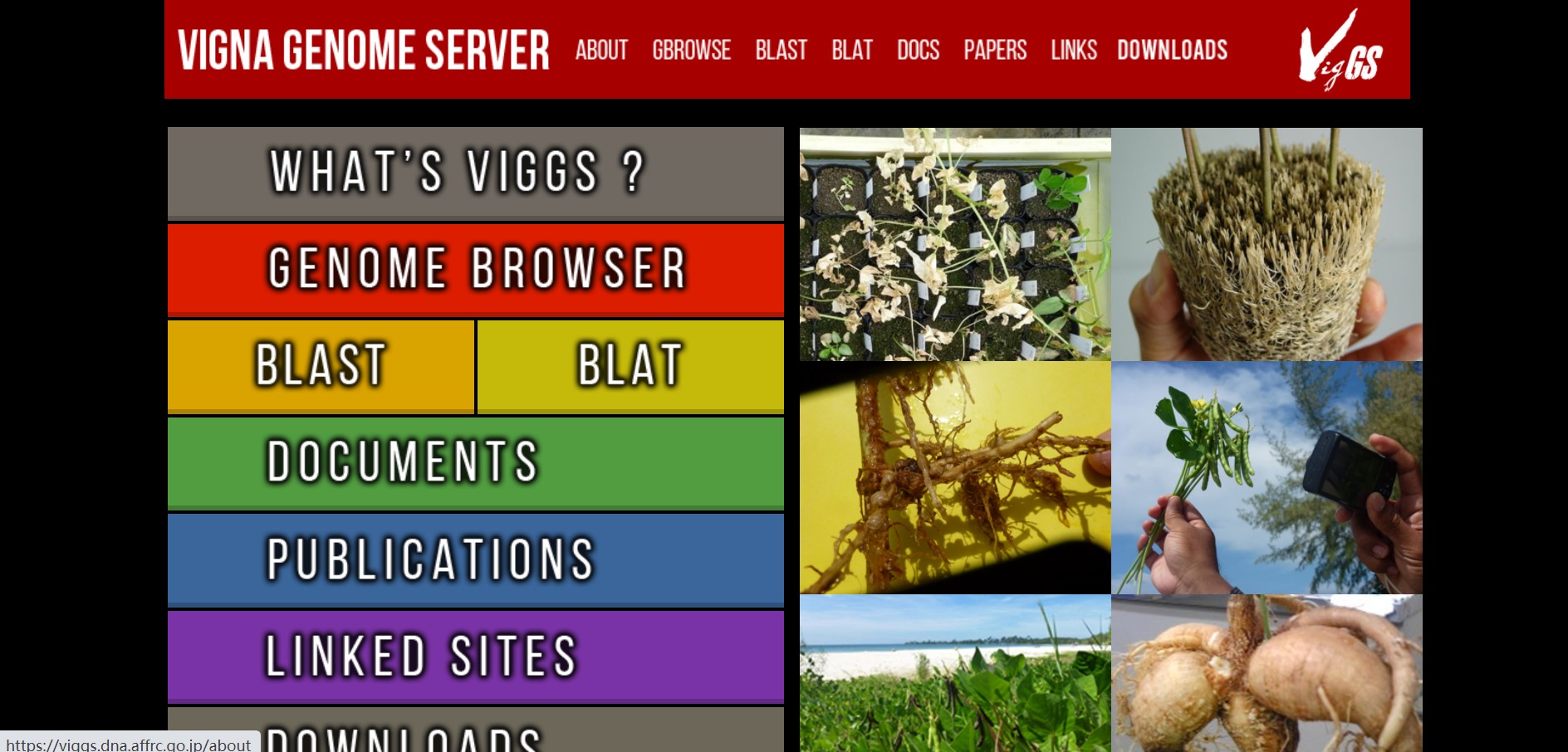 VIGCS